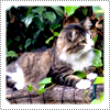 Exclusive: Mack's gorgeous cat Hendrix sitting on a log in the garden during October 2012.