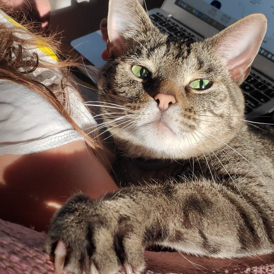 Mackenzie Rosman and her Cat Syd Chilling Out in the Sun on August 27th, 2019.
Mackenzie Rosman and her Cat Syd Chilling Out in the Sun on August 27th, 2019.
Keywords: mackenzierosman 7thheaven jessicabiel actress ruthiecamden beverleymitchell showjumping horseriding davidgallagher barrywatson catherine hicks seventhheaven thewb thecw