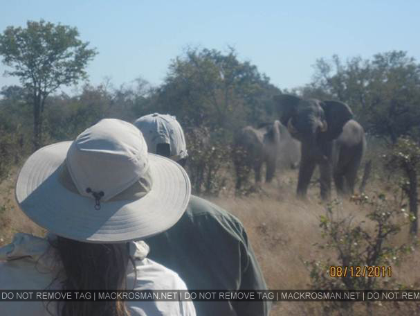 Mack's African Horseback Safari at Okavango, Botswana in August 2011
Keywords: ahs6