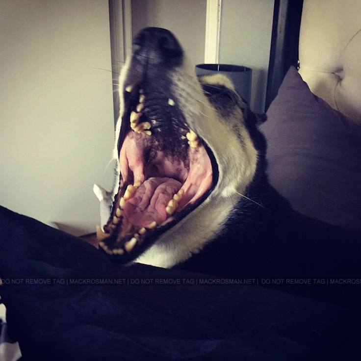 EXCLUSIVE CANDID: Mackenzie Rosman's Dog Hanky Yawning Up a Storm One Morning in May 2015
Keywords: mackenzierosman ruthiecamden 7thheaven jessicabiel beverleymitchell davidgallagher barrywatson catherinehicks thewb thecw televisionshow television 