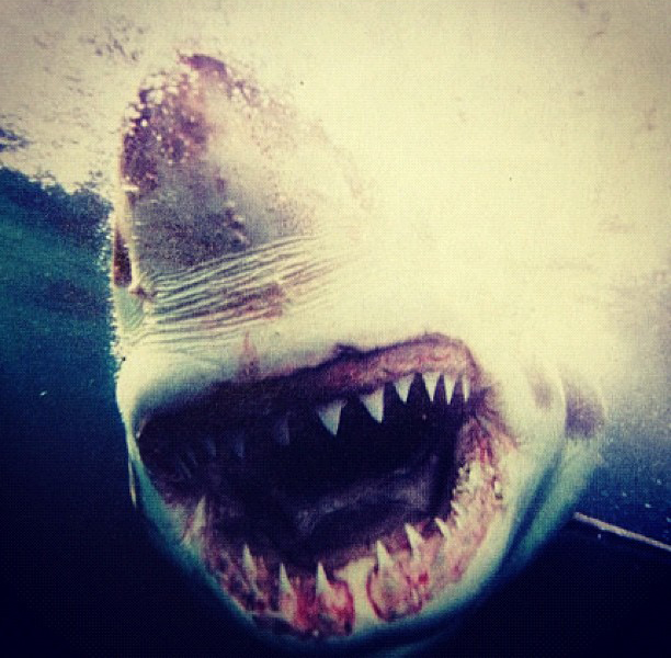 Exclusive: Massive 20 Ft Great White SHARK On-Set of Mack's New Film 'Ghost Shark' in Louisiana September 2012
Keywords: gho58