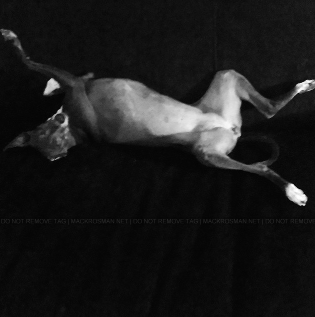 EXCLUSIVE: Mackenzie Rosman's Dog Paloma All Sprawled Out Having A Snooze in December 2014
Keywords: mackenzierosman ruthiecamden 7thheaven jessicabiel beverleymitchell davidgallagher barrywatson catherinehicks thewb thecw televisionshow television 