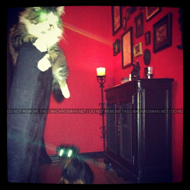 Mack's Dog and Cat Playing Laser Tag With Their Eyes Haha - October 2012
Keywords: mackcatndoggy