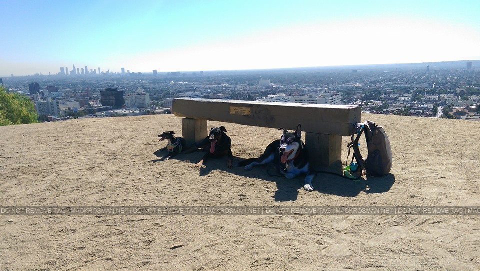 EXCLUSIVE: Mackenzie Rosman Went For A Hike With Her Dogs At Runyan Canyon in Los Angeles During October 2014
Keywords: mackenzierosman 7thheaven ruthiecamden thewb jessicabiel mackrosman 