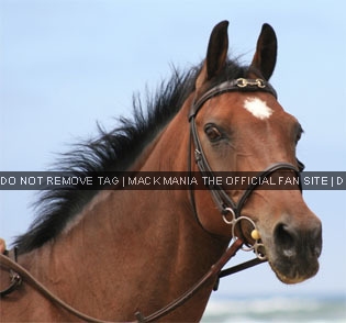 Mentos - A Beautiful Horse
Keywords: horsementosposing