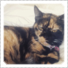 EXCLUSIVE CANDID: Mackenzie Rosman's Lovely Cat Slash Having A Comfy Rest In November 2014.