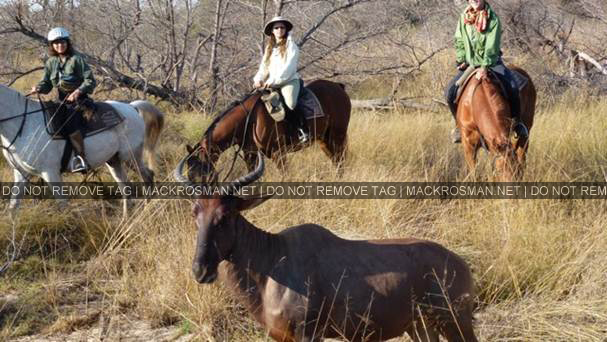 Mack's African Horseback Safari at Okavango, Botswana in August 2011
Keywords: ahs8