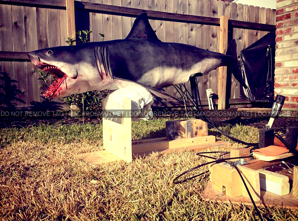 Exclusive: The Huge Shark Prop On-Set of Mack's New Film 'Ghost Shark' During Filming in Louisiana September 2012
A huge thank you to Mike V. Schultz at www.sharkcityozark.com for the behind-the-scenes photo.
Keywords: gho255