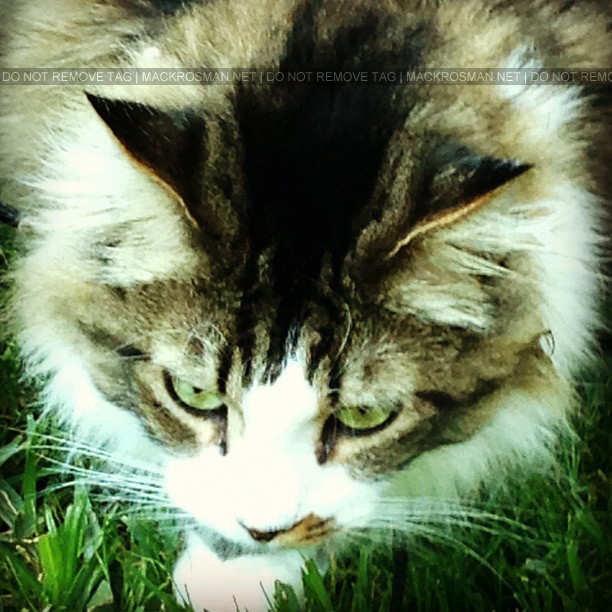 EXCLUSIVE NEW PHOTO: Mack's Gorgeous Cat Hendrix Chilling in the Yard in October 2012
Keywords: exclusive17