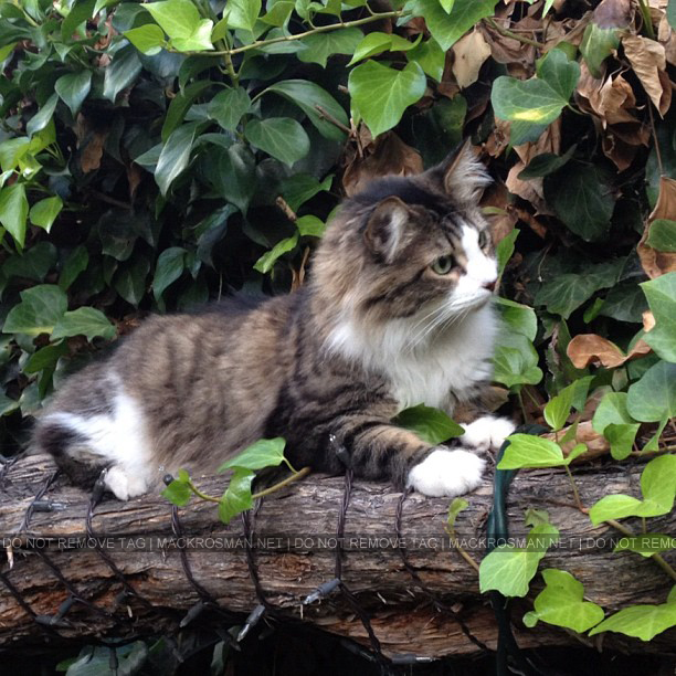 EXCLUSIVE NEW PHOTO: Mack's Gorgeous Cat Hendrix Chilling in the Yard in October 2012
Mack: "Jungle kitty."
Keywords: exclusive21