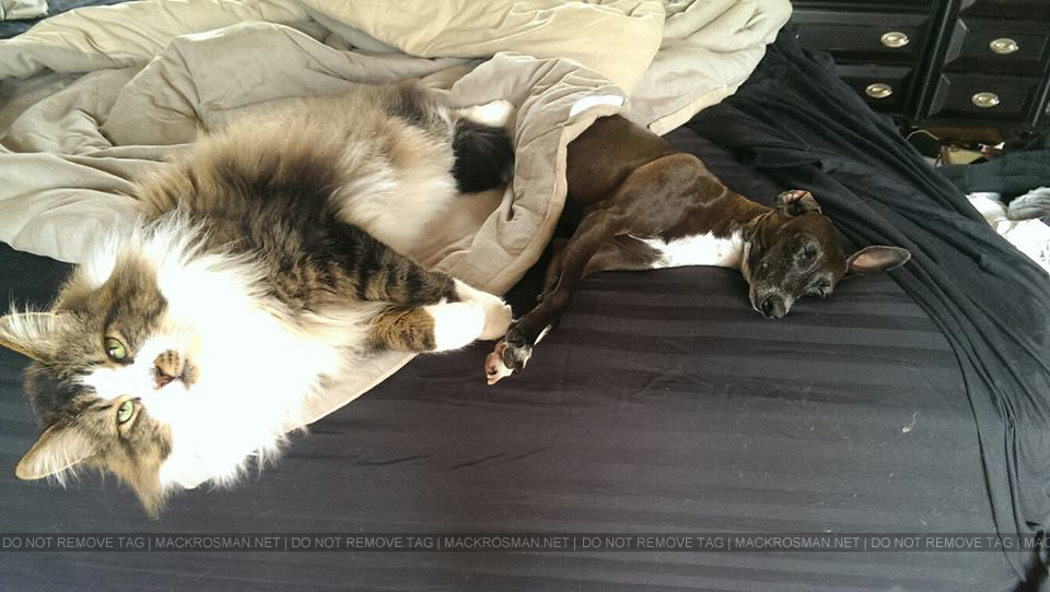 EXCLUSIVE NEW PHOTO: Mack's Cat Hendrix Laying In Bed With Pal Doggy Paloma On Friday 14th June 2013
Keywords: exclusive62