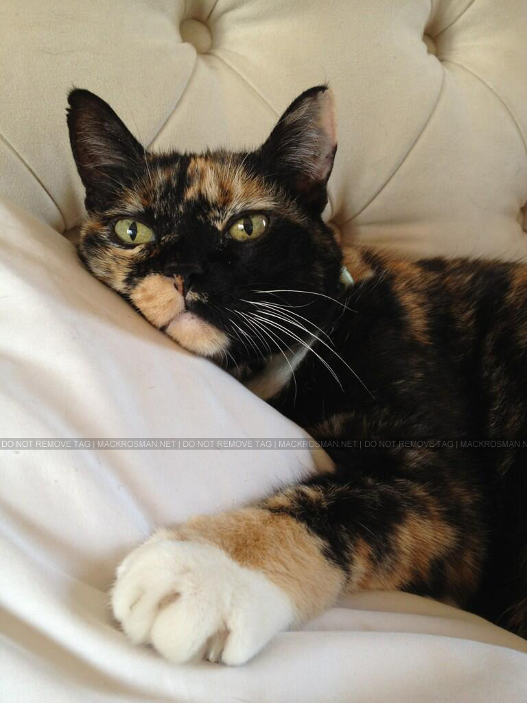 EXCLUSIVE NEW PHOTO: Mack's Beautiful Cat Slash Relaxing on the Couch on 14th March 2013
Mack: 'What a rough life…'.
Keywords: exclusive44